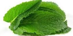 Fresh Country Side Mint Leaves