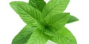 Mint Leaves