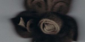 Footwear Accessories