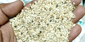Sesame Seed