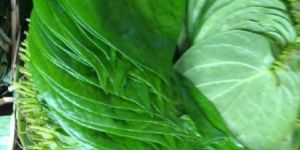 Betel Leaves