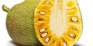 Jackfruit