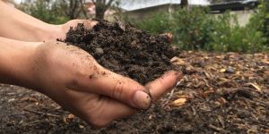 Organic Manure