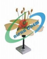 Typical Flower Model