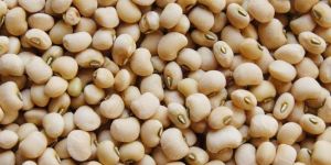 Cowpea Seeds