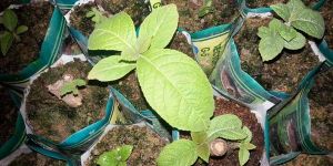 Tissue Culture Teak Plants
