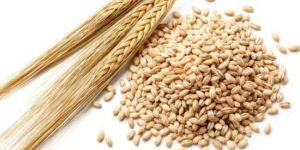 Barley Seeds