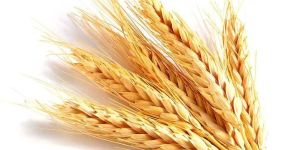 Wheat Seeds