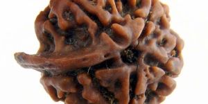 Ganesh Rudraksha