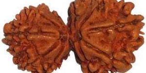 Garbh Gauri Rudraksha