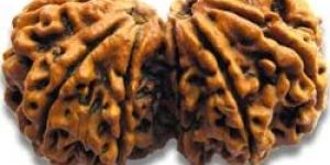 Gauri Shankar Rudraksha