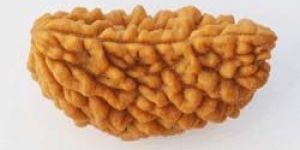 Rudraksha Beads
