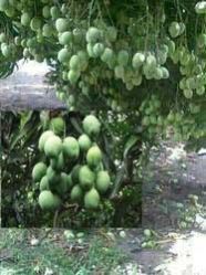 Mango Growth Using Paclobutrazol