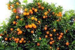 Paclobutrazol for Orange Trees