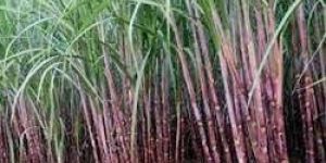 Paclobutrazol for Sugarcanes Growth