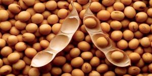 Soybean Seeds