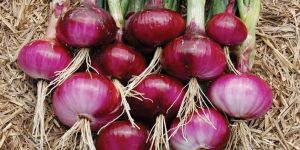 Red Onion