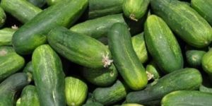 Fresh Cucumber
