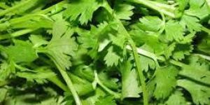 Fresh Coriander Leaves
