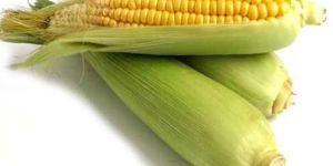 Yellow Corn