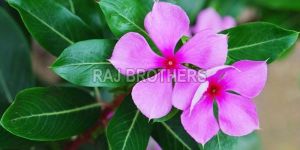 Vinca Rosea Leaves