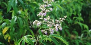 Vitex Negundo