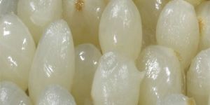 Preserved Onion in Vinegar