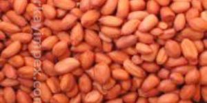 Groundnut Seeds