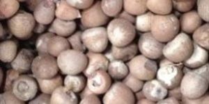 Betel Nuts