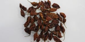 Bhut Jolokia Ghost Chillies