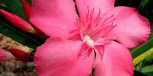 Nerium Oleander Flower