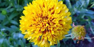 Yellow Sevanthi Flower