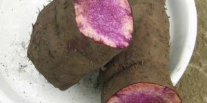 Fresh Purple Yam