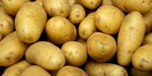 Fresh Potato