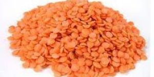 Red Lentil