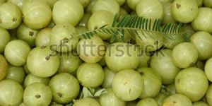 Fresh Amla Fruit