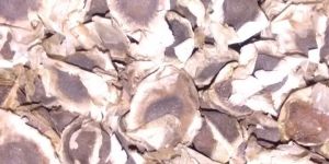 Natural Moringa Seed