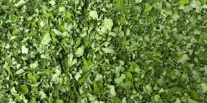 Superior Quality Moringa Leaves Exporters India