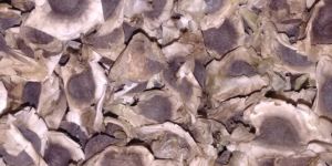 Superior Quality Moringa Seed Exporters