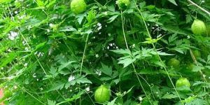 Cardiospermum Halicacabum