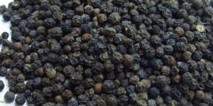 Black Pepper