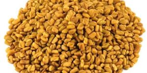 Fenugreek