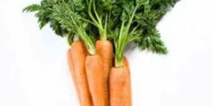 Carrot