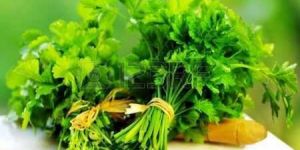 Coriander Leaves