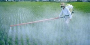 Chemical Fertilizer Spray Service