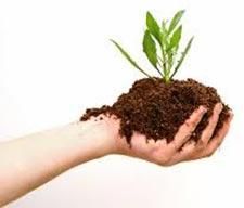 Organic Fertilizer