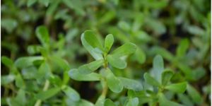 Bacopa Monnieri