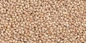White Sesame Seed