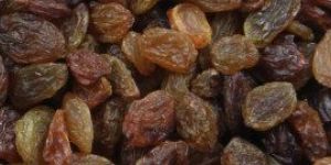 Malayar Raisins