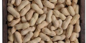 Shelled Peanuts